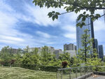 城市绿地与高楼景观