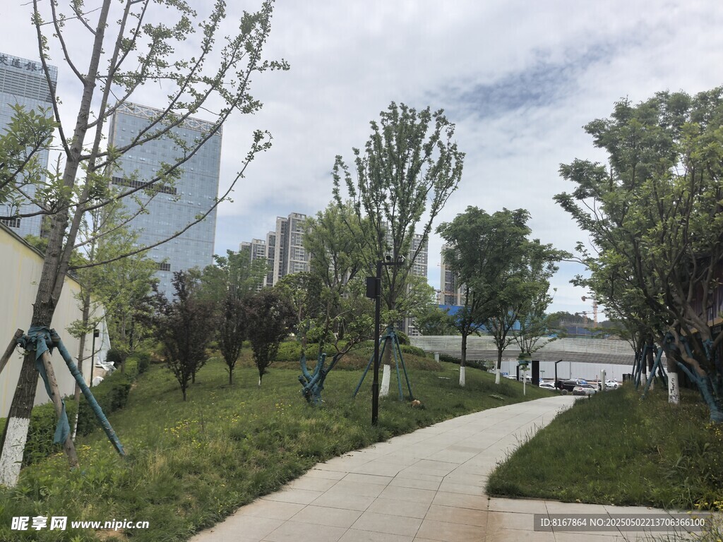 公园小径旁的绿植景观