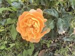 橙色娇艳月季花