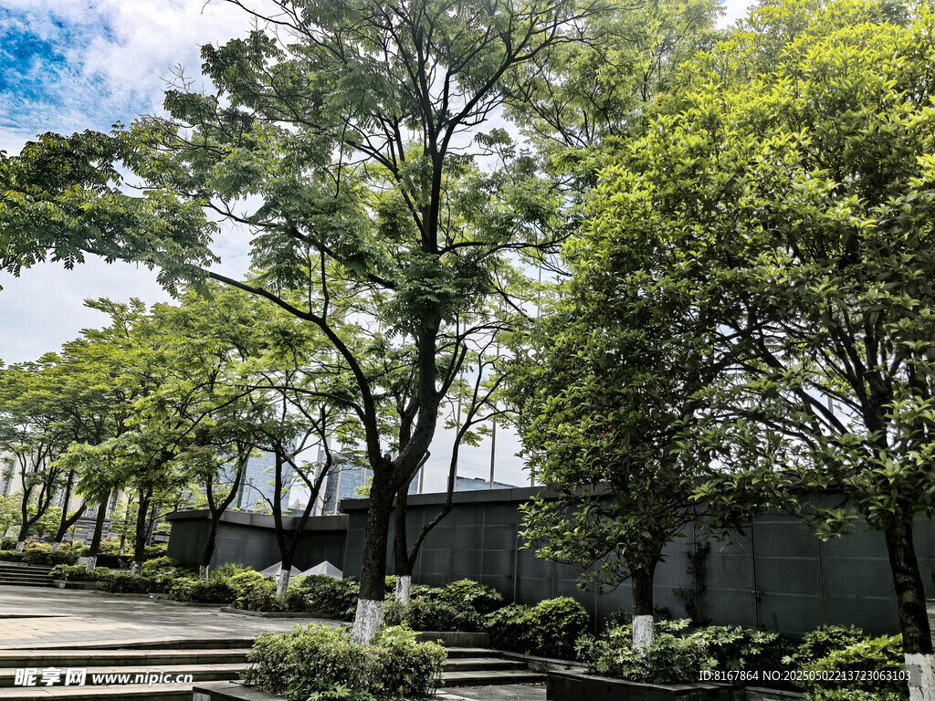 绿树环绕的静谧户外景致