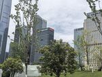 城市中的绿植与高楼景观