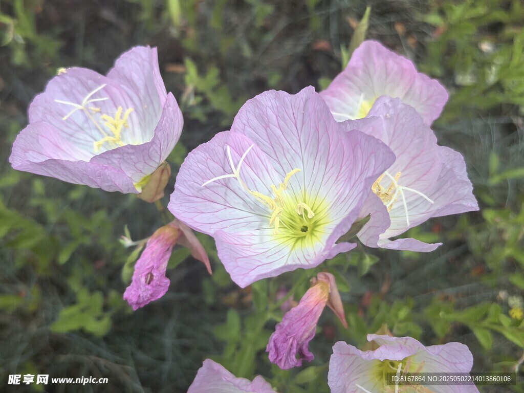 美丽绽放的粉色月见草
