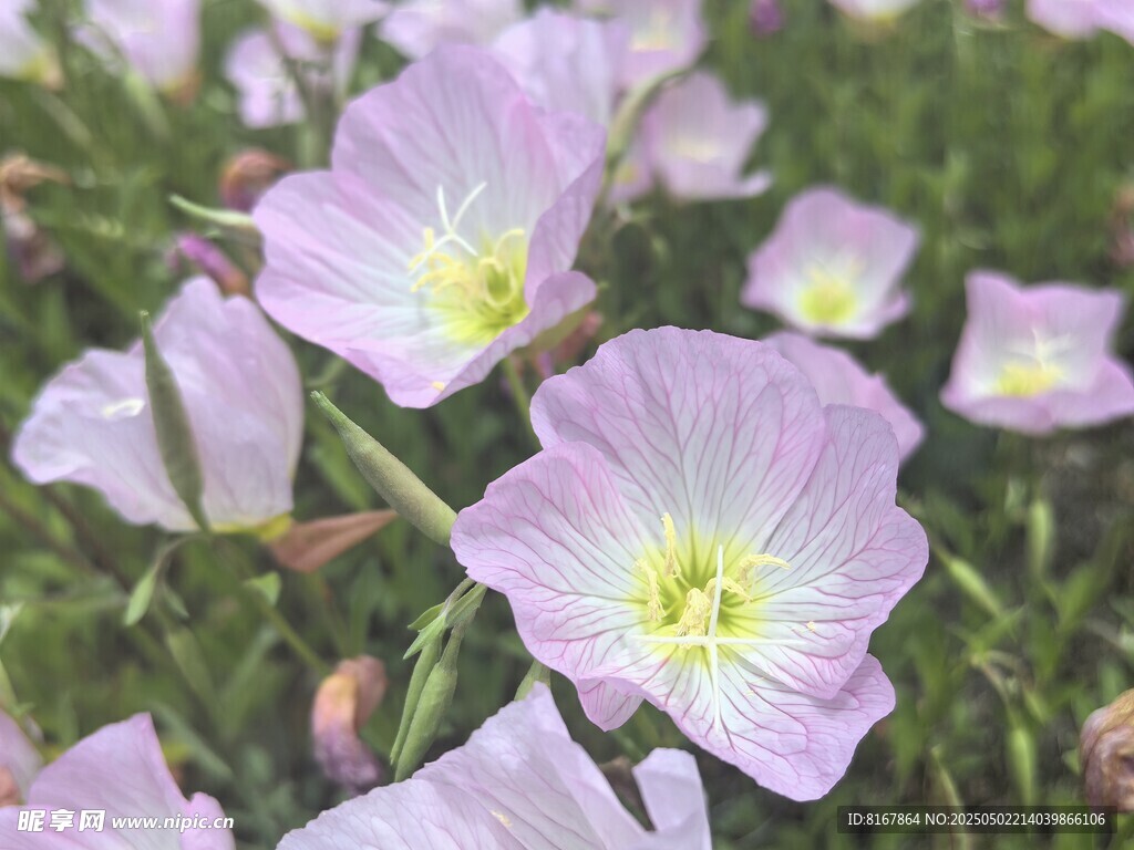 粉白月见草绽放于草地