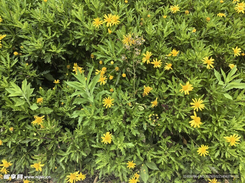繁茂的黄色小花植物