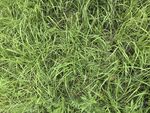 翠绿茂盛的草地景观