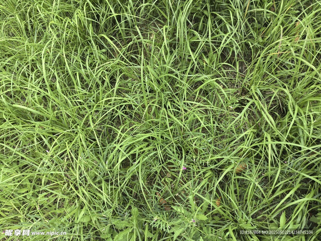 翠绿茂盛的草地景观