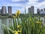 湖畔黄花与城市建筑景观