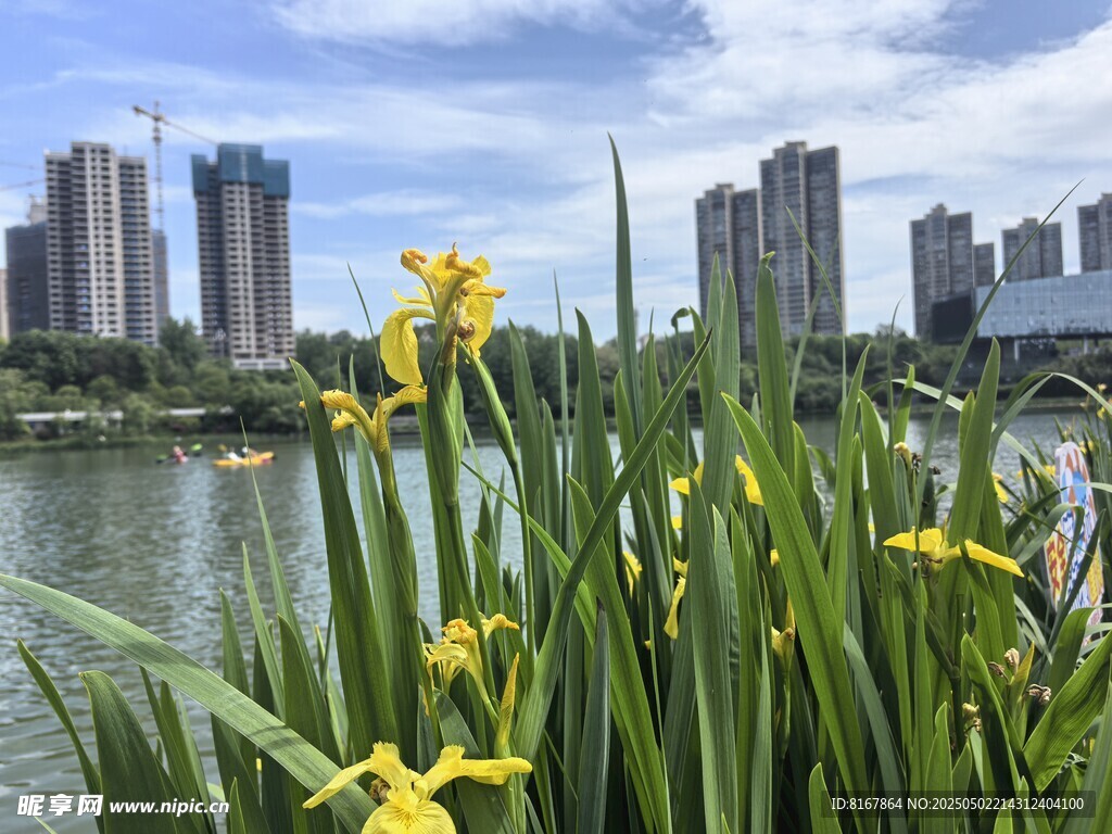 湖畔黄花与城市建筑景观