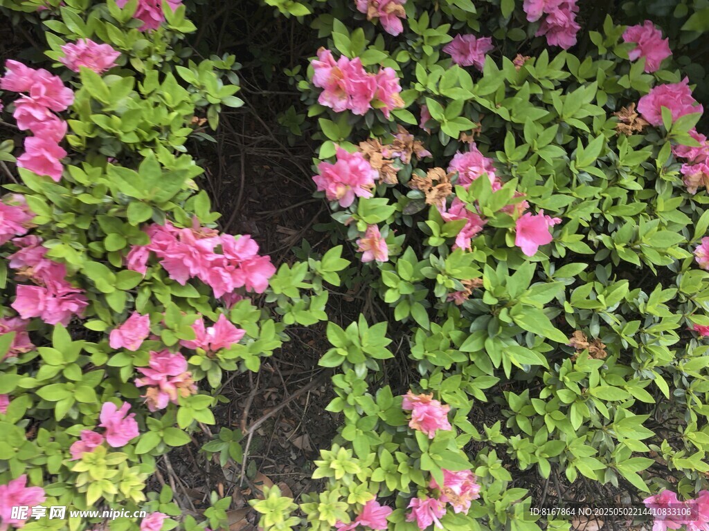 粉色繁花绿植景观