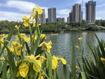 湖畔黄花与远处高楼景致