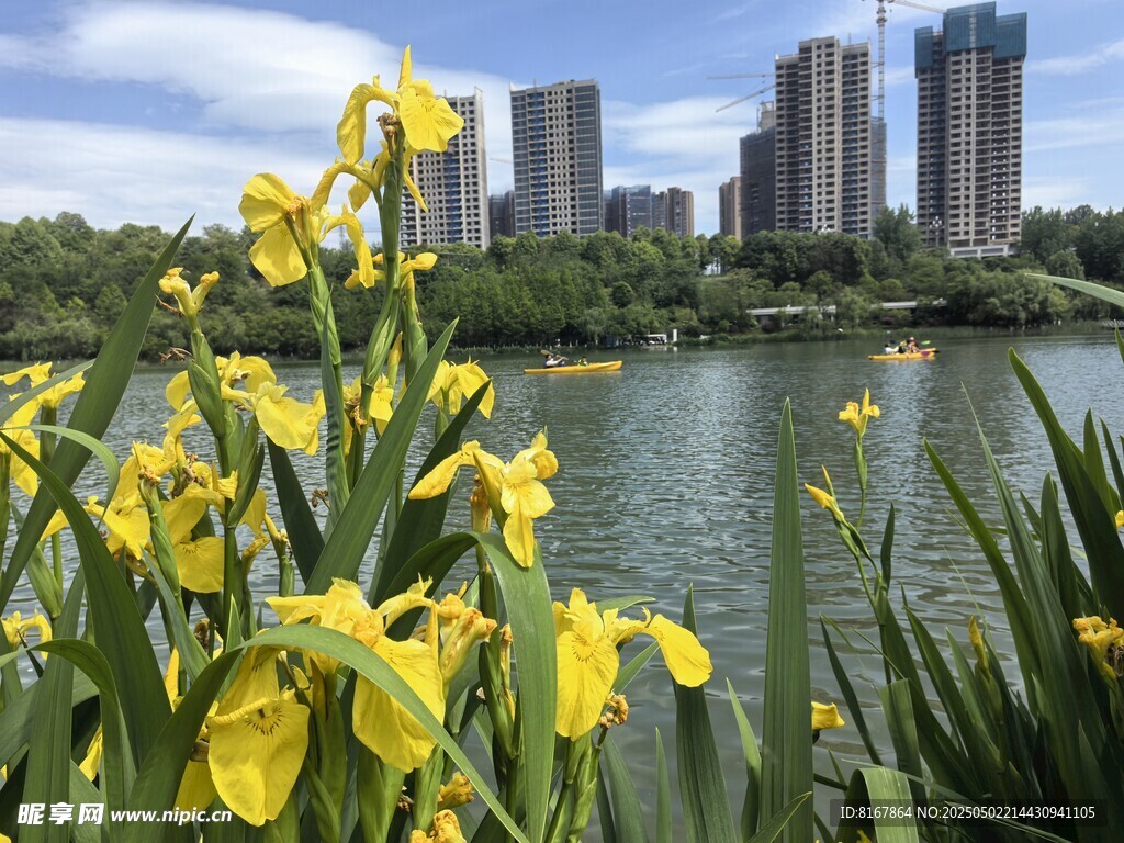 湖畔黄花与远处高楼景致