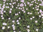 粉色小花铺满绿色草地