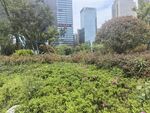 城市中的绿植景观