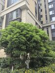 小区绿植景观一角