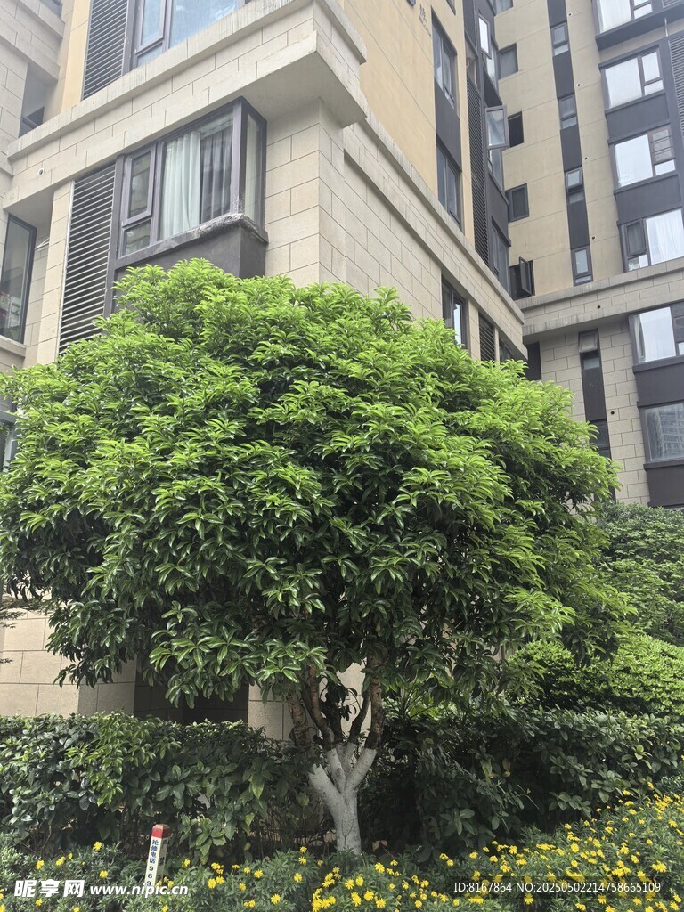 小区绿植景观一角