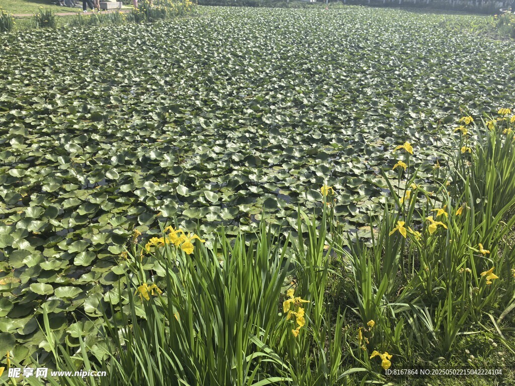 荷塘美景 黄花点缀其间