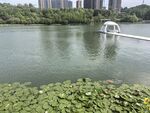 湖畔美景 水面浮桥与绿植