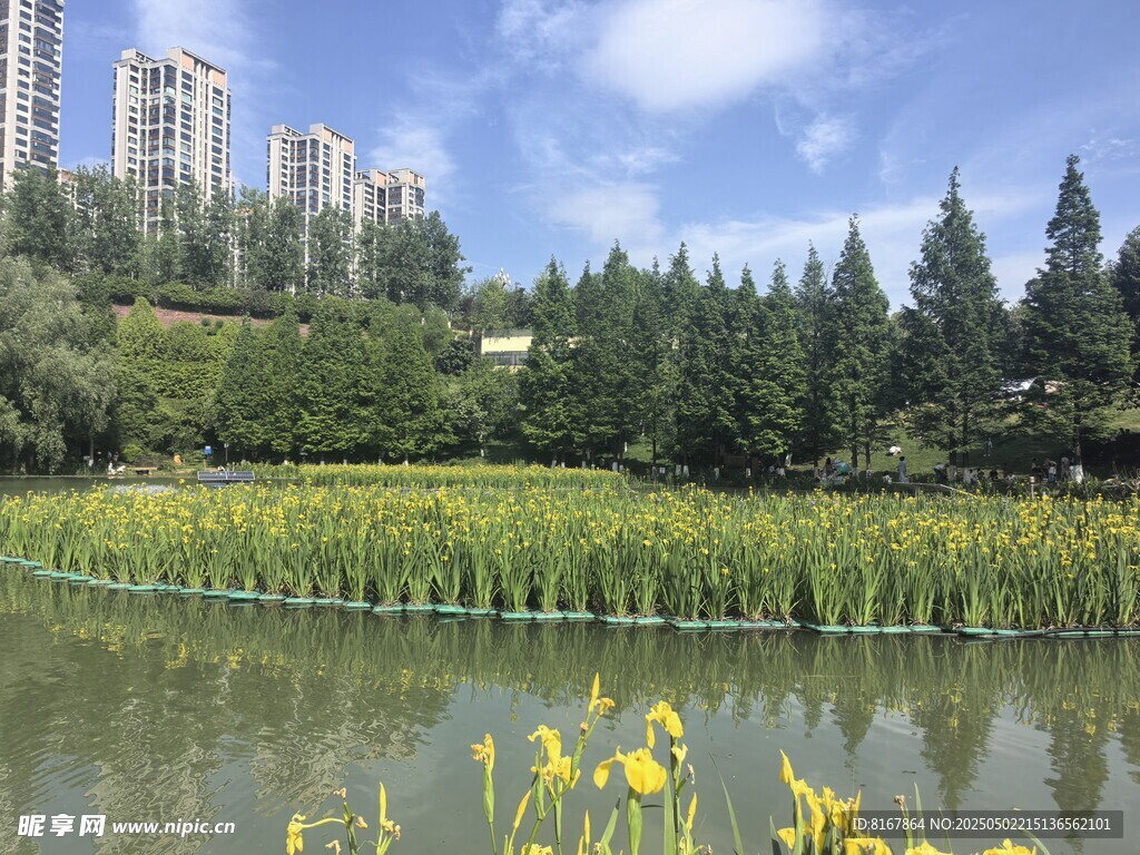 湖畔黄花绿树城市美景