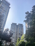高楼林立间的绿树景观