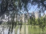 湖畔垂柳映高楼美景