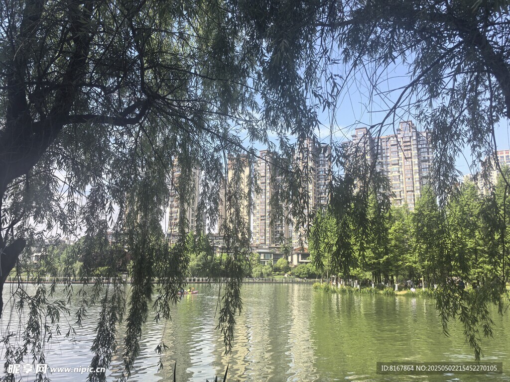 湖畔垂柳映高楼美景