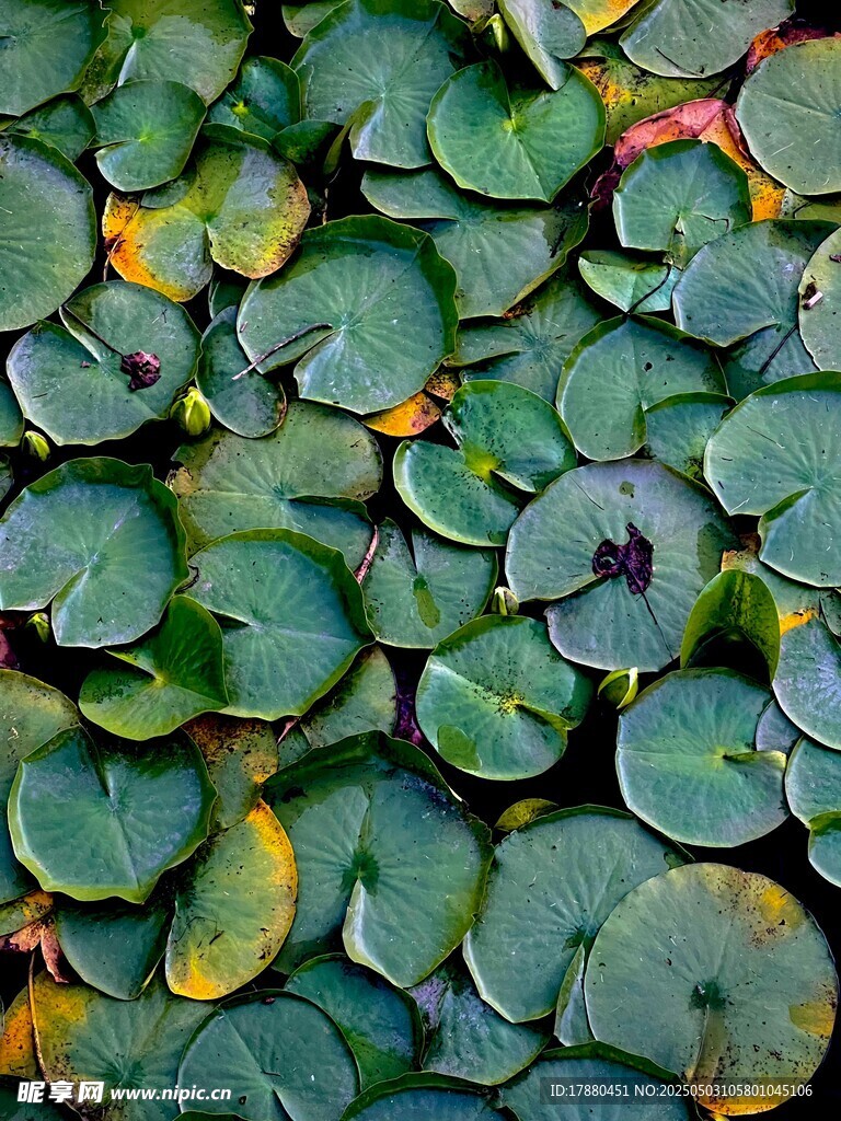 浮萍
