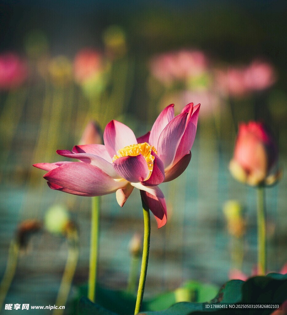 荷花