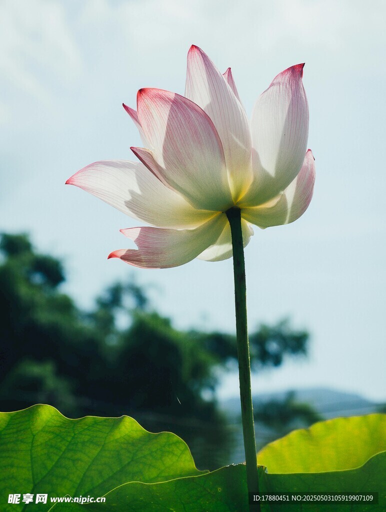 荷花
