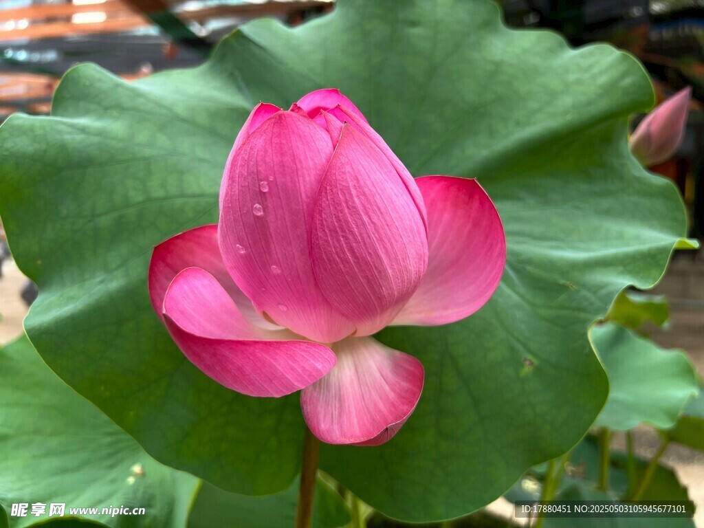 荷花