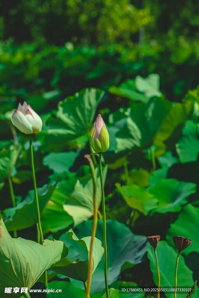 荷花