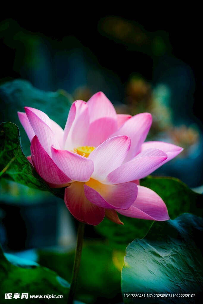 荷花