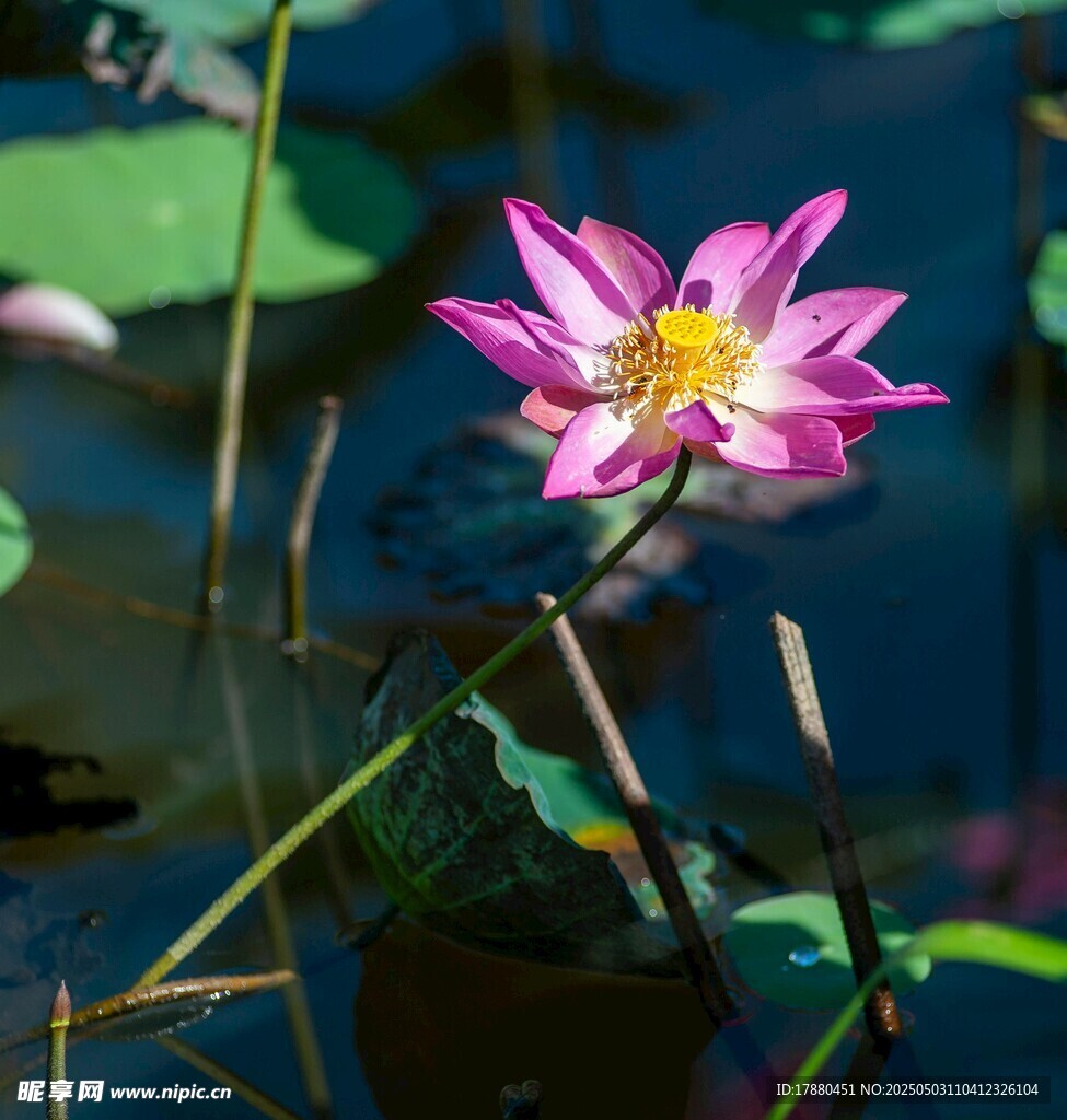 荷花