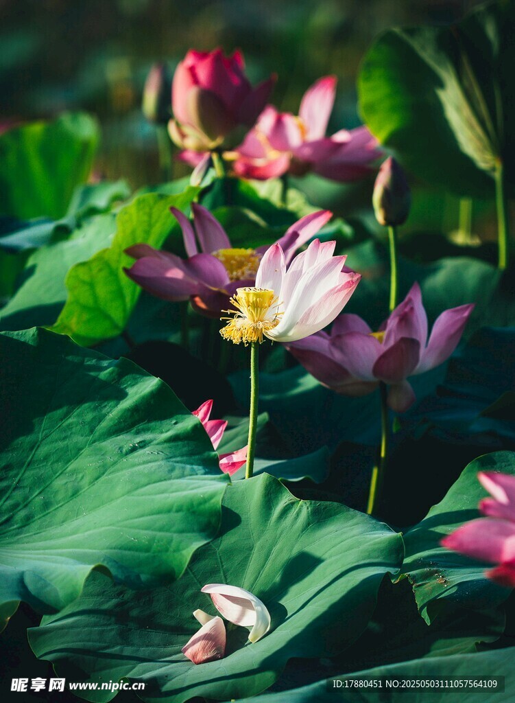 荷花