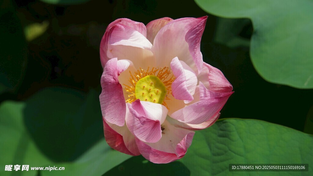 荷花