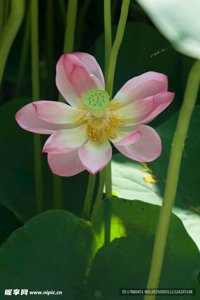 荷花
