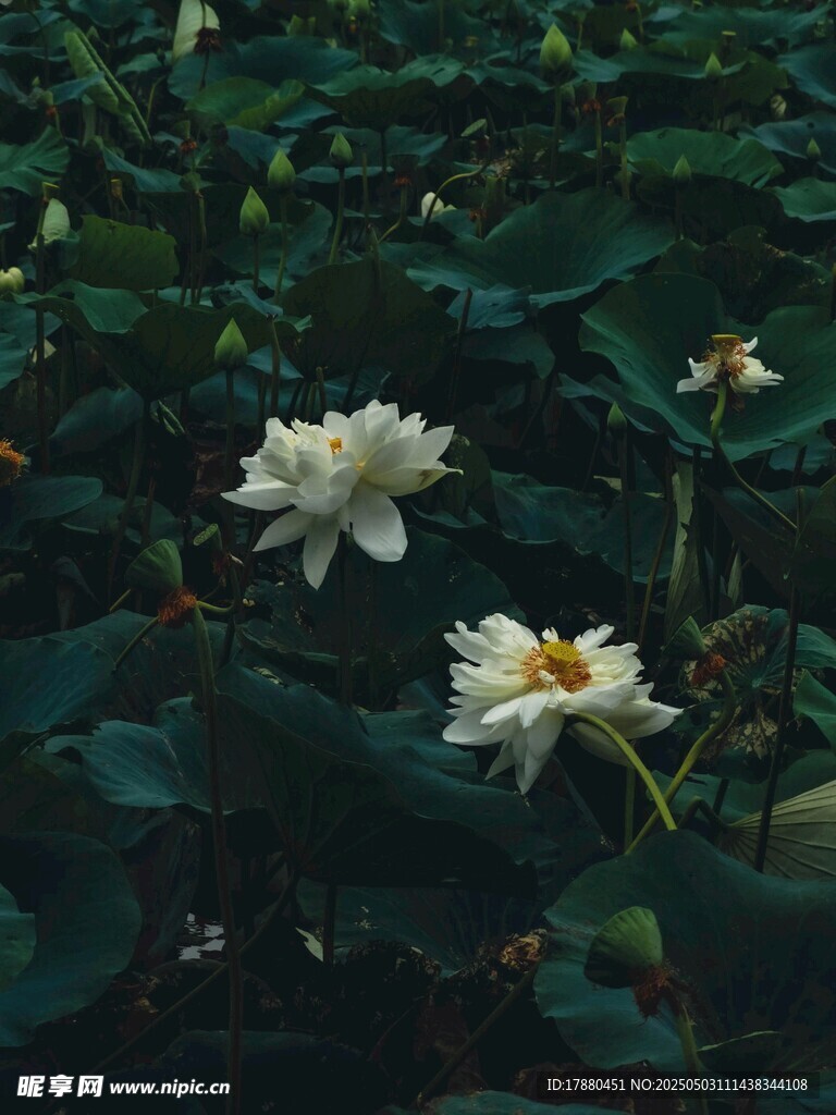 荷花
