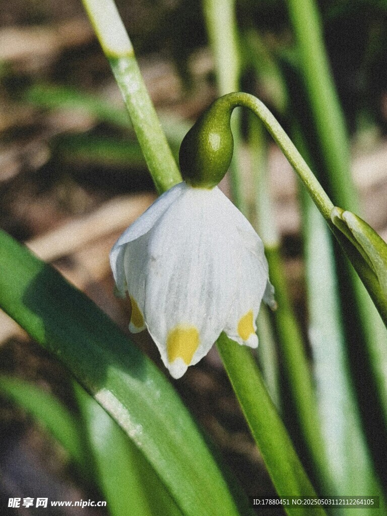 铃兰花