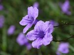 蓝花草