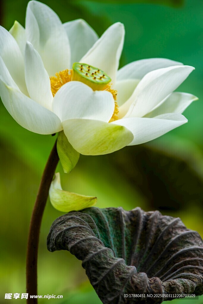 荷花