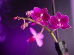 紫兰花