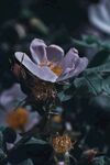 蔷薇花