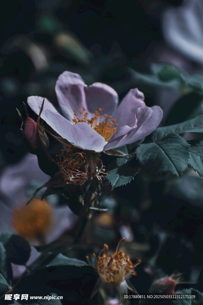蔷薇花