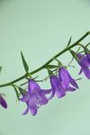 风铃花