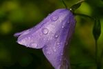 铃铛花