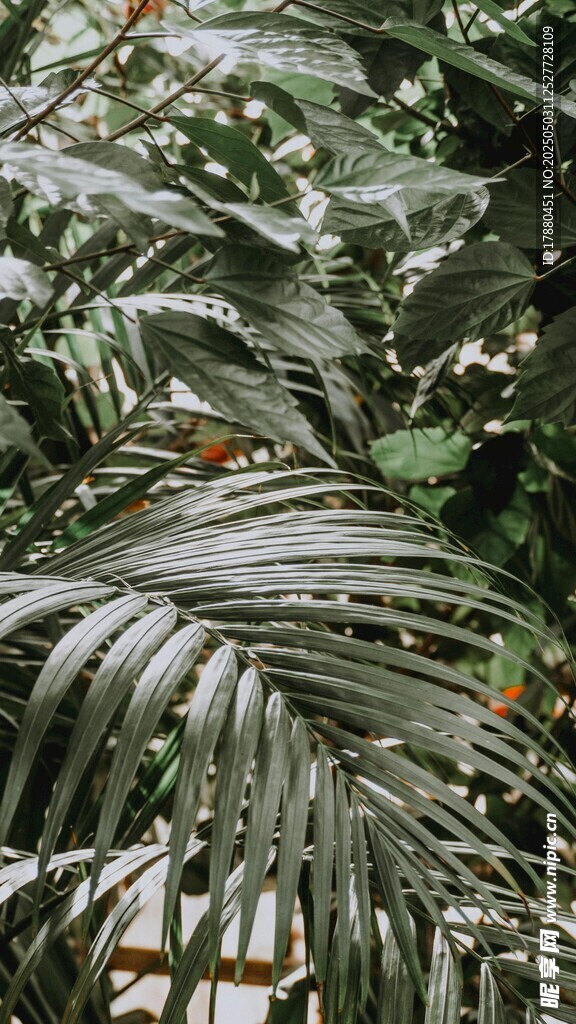 棕榈叶
