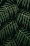 蕨类植物