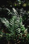 蕨类植物