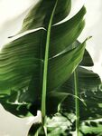 植物叶片