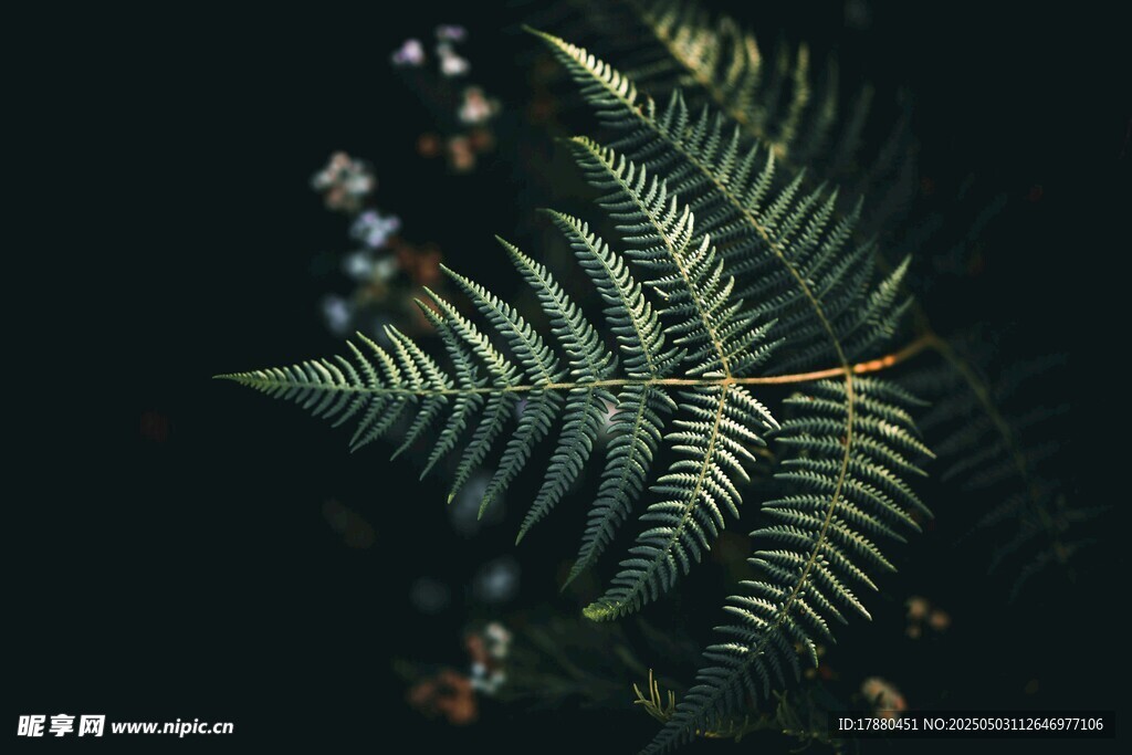 蕨类植物