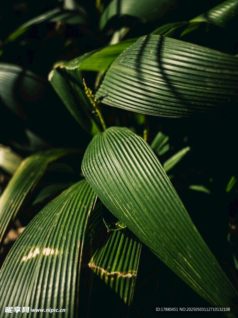 条纹叶片